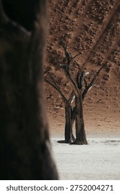 The image captures two dead, leafless trees with twisted, dark brown trunks standing in a white, sandy or salt-crusted
plain. The background features
reddish-brown, textured dunes or slopes, creating a stark, desolate desert landscape framed by an out-of-focus tree trunk in the
foreground.