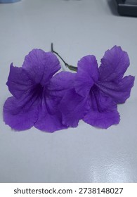 The image captures two large violet blooms placed side by side on a smooth, pale surface. Their broad, flared forms spread outward, creating a mirrored yet slightly uneven pairing. Each bloom features softly rippled lobes with fine linear striations extending from the inner throat toward the outer margins. The rich purple tone appears consistent, though subtle shifts in shading add depth and dimension across the delicate surfaces.

The blossoms rest horizontally, with a short connecting stem barely visible behind them. Gentle illumination enhances texture without casting strong shadows, allowing intricate details to remain clear. The clean backdrop isolates the pair, emphasizing their symmetry and natural elegance.

The overall arrangement highlights contrast between vibrant coloration and minimal surroundings, focusing attention on shape, surface texture, and the quiet harmony formed by this floral duo.