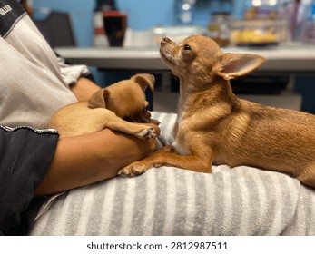 The image captures two small dogs, likely Chihuahuas, indoors. The larger, light brown dog is lying on a striped blanket on the lap of a seated person, looking up and to the left. A smaller puppy of the same breed is resting curled up in the same person's arms. The person is wearing dark clothing with a white stripe. The background is blurred, showing a table with various objects, including a cup and jars.