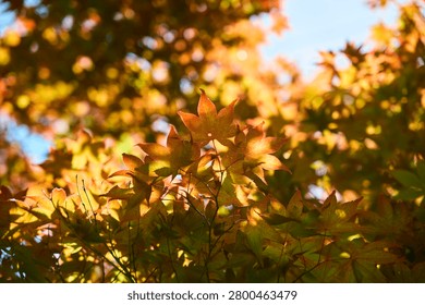 The image captures a vertical perspective of strong sunlight penetrating through the canopy of green leaves. The vibrant lens flare that cuts across the frame emphasizes the energy of the light and the depth of the sky, intuitively conveying the inherent beauty of transmitted light through vegetation.