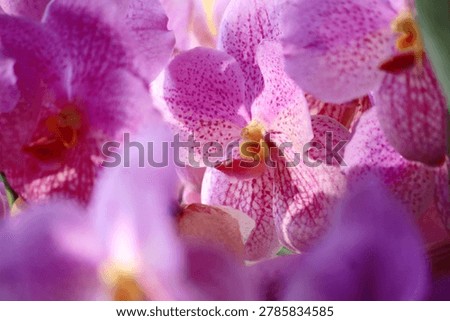 The image captures a vibrant close up of Vanda orchids.