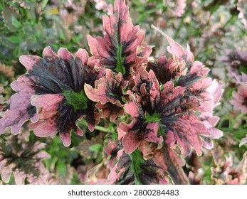 The image captures a vibrant close-up view of a bushy Coleus plant (Plectranthus scutellarioides), commonly known as Miana or Mayana in Indonesia. The leaves feature a stunning variegated color pattern, with a dark purplish-black center surrounded by bright pink margins and subtle hints of green near the base. The leaves have a heavily textured, ruffled, and serrated edge, creating a visually complex and dense foliage layer. Bright, natural daylight highlights the intricate textures and striking color contrast of the ornamental plant.