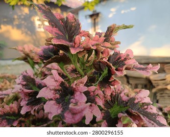 The image captures a vibrant close-up view of a bushy Coleus plant (Plectranthus scutellarioides), commonly known as Miana or Mayana in Indonesia. The leaves feature a stunning variegated color pattern, with a dark purplish-black center surrounded by bright pink margins and subtle hints of green near the base. The leaves have a heavily textured, ruffled, and serrated edge, creating a visually complex and dense foliage layer. Bright, natural daylight highlights the intricate textures and striking color contrast of the ornamental plant.