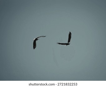 An image capturing two birds flying gracefully against a backdrop of a clear blue sky. The birds are in mid-flight, showcasing their wingspan and freedom.