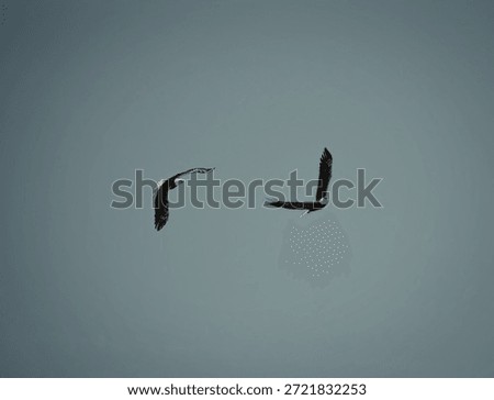 An image capturing two birds flying gracefully against a backdrop of a clear blue sky. The birds are in mid-flight, showcasing their wingspan and freedom.