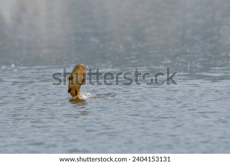 Image of carp jumping up into the water to spawn in the Han River in Korea