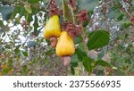 An Image Of cashew fruit