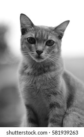 Image of a cat in black and white, with out of focus on certain body part due to bokeh effect.