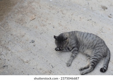 Image of a cat lying down and grooming - Shutterstock ID 2375046687