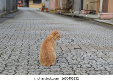 Image of cat sitting on interlocking road.