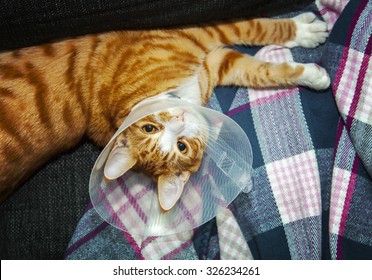 Image Of Cat Wearing Neck Cone. 