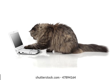 The image of a cat who works for laptop