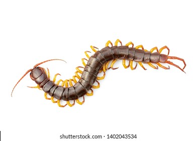 Image Of Centipedes Or Chilopoda Isolated On White Background. Animal. Poisonous Animals.