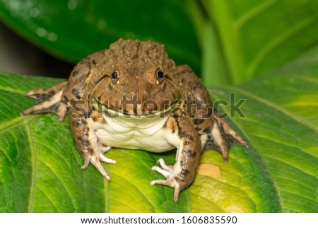 Image of Chinese edible frog, East Asian bullfrog, Taiwanese frog (Hoplobatrachus rugulosus) on the green leaves. Amphibian. Animal.