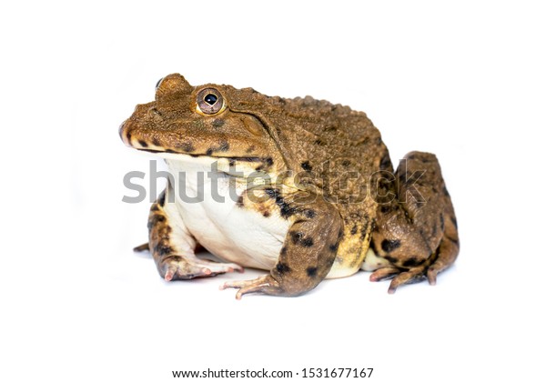 Image Chinese Edible Frog East Asian Stock Photo 1531677167 | Shutterstock