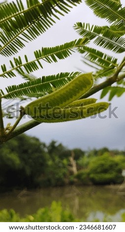 image of Chinese petai or lamtoro thriving on the edge of the Pancurbatu pond, Deli Serdang, Indonesia