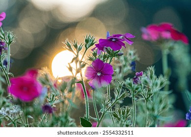 Image of close-up flowers against a hazy sky, possibly pansies, with petals in pink and purple, illuminated by sunlight, creating soft shadows Sunset or sunrise background with bokeh effect Natural - Powered by Shutterstock