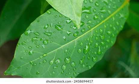 The image is a close-up of a green leaf with dew drops on it. It showcases the natural beauty of plants and water in an outdoor setting after rain. - Powered by Shutterstock