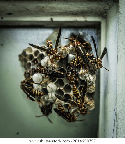 image of a cluster of mud wasps on their nest flying insect bee pests