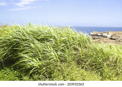 An Image of Coast