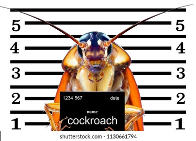 Image of cockroaches arrested.The charges against ,Mr cockroaches, invading the home kitchen. concept protection against termites, cockroaches, fleas, agricultural pests.