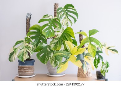 An image of collections of beautiful rare variegated plants, monstera albo, variegated monstera, philodendron florida beauty, and variegated alocasia 