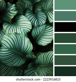 image with color palette of color harmony