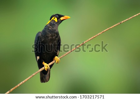 Image of common hill myna bird (Gracula religiosa intermedia) on nature background. Bird. Animals.