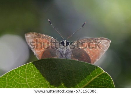 Image of common red flash butterfly (Rapala iarbus iarbus Fabricius, 1787) on green leaves. Insect Animal Stock photo © 