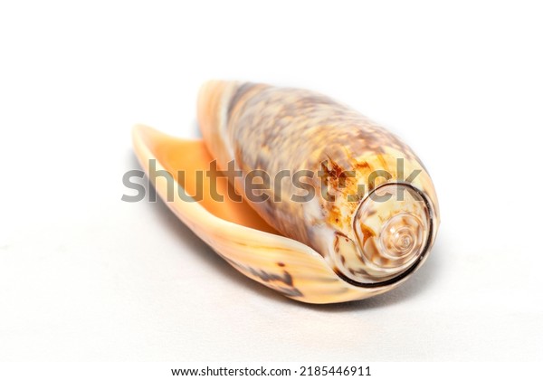 Image Cone Snail Shells Cone Shell Stock Photo 2185446911 | Shutterstock