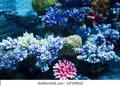 Image Of Coral On The Sea Floor