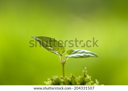 An Image of Cotyledon