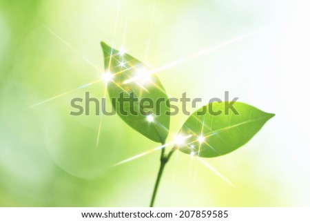 Similar – monster Leaf Green