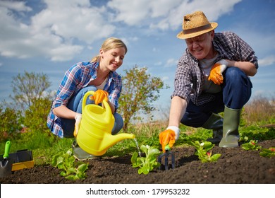 Image Of Couple Of Farmers Seedling And Watering Sprouts In The Garden