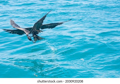 Image of a couple of frigate birds fighting for its meal. In a blue sea backround . lesser frigate bird