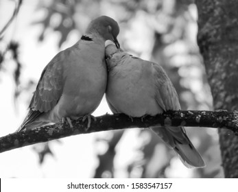 Image Of A Couple Of Turtle Doves In Love.