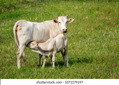 Image of a cow and calf on the green meadow. Farm Animal.