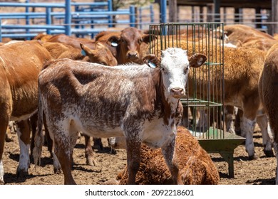 Image Of A Cow In A Feedlot Or Feed Yard