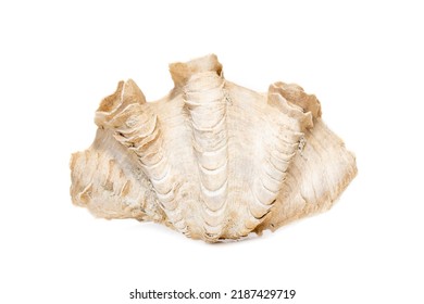 Image Of Crocus Giant Clam (Tridacna Crocea). On A White Background. Sea Shells. Undersea Animals.