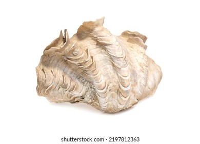 Image Of Crocus Giant Clam (Tridacna Crocea). On A White Background. Sea Shells. Undersea Animals.