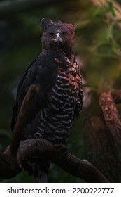 Image Of A Crowned Eagle