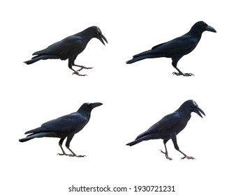 Image Of Crows Isolated On White Background. Birds. Wild Animals.