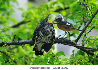 An image of a cuckoo bird consigning its eggs to another nest, incubating them, and brooding them.