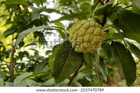 image of custerd appale on tree