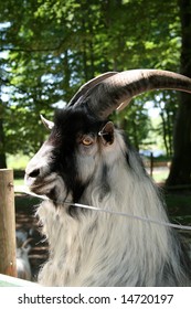 Image Of A Cute Fury Billy Goat.