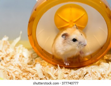 Roborovski Hamster Wheel Stock Photo (Edit Now) 1405517717