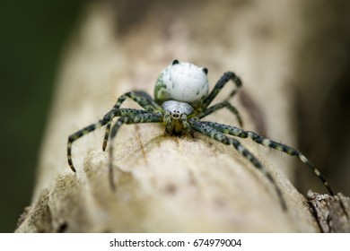 24 Cyrtophora Moluccensis Images, Stock Photos & Vectors | Shutterstock