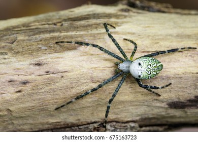 24 Cyrtophora Moluccensis Images, Stock Photos & Vectors | Shutterstock