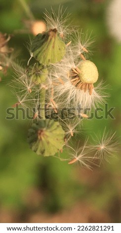 Image of dandelion flower destroy 