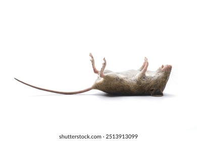 An image of a dead mouse placed against a white background.
